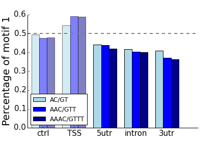 AC motifs strand bias