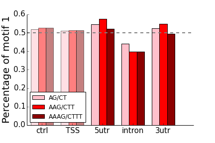 AG motifs strand bias