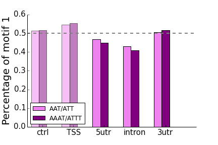 AT motifs strand bias